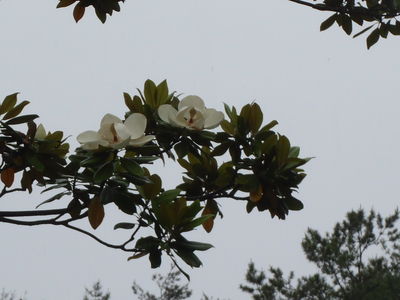 タイサンボクP6160392.JPG