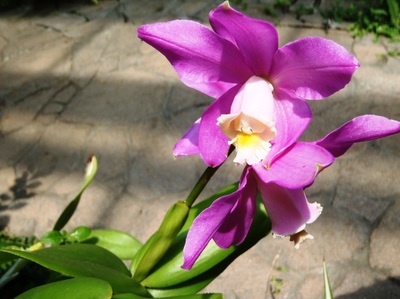 P6300391-1.JPG