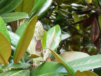 P6300434タイサンボク.JPG