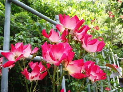 P6300432ベニマツリ.JPG